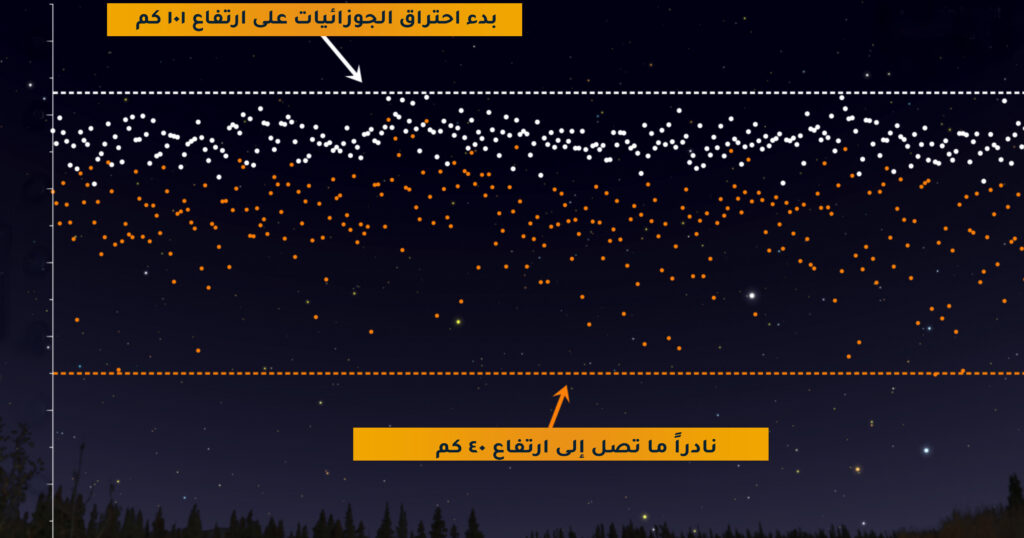 الجوزائيات